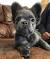 Full Grown Long Haired French Bulldog