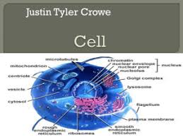  plant cell animal cell. A Cell Is Like A Car