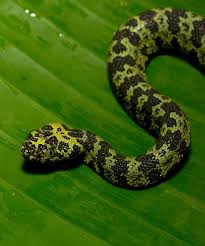 After incapacitating a creature, a snake unhinges its jaw and consumes the creature entirely, even if. Mang Mountain Viper San Diego Zoo