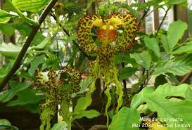 Image result for Monodora