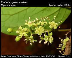 Image result for Embelia