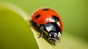 Brendan lee, greta gerwig, jan mcwilliams and others. 25 Ù…Ø¹Ù„ÙˆÙ…Ø© Ø¹Ù† Ø­Ø´Ø±Ø© Ø§Ù„Ø¯Ø¹Ø³ÙˆÙ‚Ø© Ø§Ù„ØªÙŠ ØºØ²Øª Ø§Ù„Ø¥Ø³ÙƒÙ†Ø¯Ø±ÙŠØ© Ø§Ù„ÙˆØ·Ù†