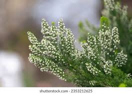 Image result for Erica arborea