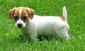 Jack Russell Terrier Dogs Breed Overview And Insurance Options