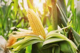 Corn needs about 1 inch of water a week, particularly when the stalks begin to tassel. How To Grow Plant Corn Corn Gardening