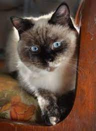 The Siamese Cat Growth Timeline What To Expect At All Ages Faqcats Com