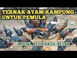 Usaha Ternak Modal Kecil Youtube Peternakan Ternak Ayam Kandang Ayam