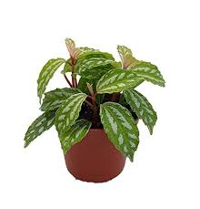 When you keep the plant indoors, it's easy to provide it with the optimal environmental conditions for growth. Aluminum Plant Guide How To Grow Care For Pilea Cadierei