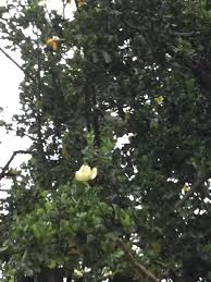 Image result for Gardenia imperialis