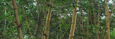 Image result for Bambusa balcooa