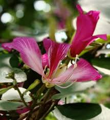 Image result for Rhynchosia mannii