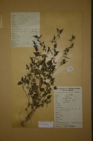 Image result for Physalis lagascae