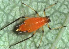 Damage caused by large numbers of feeding thrips appears silvery in color (figure 12, page 4) and plants can die. Aphid Wikipedia
