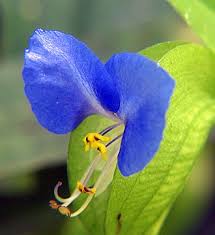 Image result for Commelina latifolia