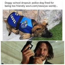 Dogs Have There Own Super Hero Https I Redd It Omahqiy2nm201 Jpg Stupid Funny Memes John Wick Meme Funny Memes