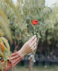 Maybe you would like to learn more about one of these? 250 Flower Dpz Ideas Girly Pictures Hand Photography Flowers