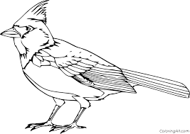 The male northern cardinal is perhaps responsible for getting more people to open up a field guide than any other bird. Cardinal Coloring Page Coloring Printable B108 Pillow