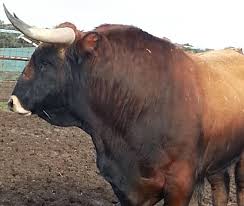 Pin On Toros De Lidia