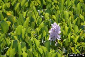 Image result for Pontederia crassipes