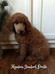 Standard Poodle Puppy 6 Weeks Old Poodle Puppy Standard Poodle Puppy Standard Poodle