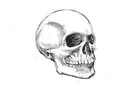 It is also one of the oldest forms of expression in the visual arts. How To Draw A Skull Step By Step Adobe