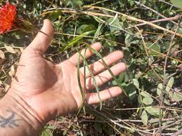 Image result for Pleiotaxis