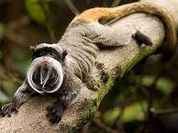 Emperor Tamarin Small Creature Big Fu Manchu Weird Animals Emperor Tamarin Animals