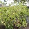 Also known as acerola or west indian cherry, barbados cherry (malpighia glabra l) is a small tree or large shrub originating from different parts of central and south america and the west indies. 1