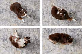 It might look like a tough task at hand but it is pretty simple. Training A Dog To Roll Over