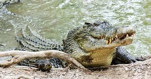 Whats The Worlds Largest Crocodile Biggest Croc Live