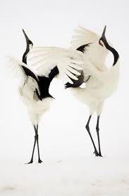Black And White Bird Florida Via Photo Contest Finalist Dance Of Japanese Cranes In The 5th Annual Photo Contest By The Smithsonian Magazine Ph Birds Animals Beautiful Beautiful Birds
