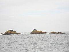 Veja mais ideias sobre formigas, matar formigas, formigas em casa. Formigas Wikipedia