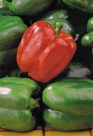Check spelling or type a new query. King Arthur Hybrid Bell Pepper Seeds Seeds N Such