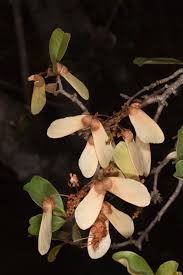 Image result for Acridocarpus chloropterus