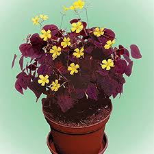 A shamrock plant, oxalis, has three triangular leaflets that can be purple or green and pink or white flowers. 5pcs Oxalis Flowers Bulbs Hot Sale Red Bonsai Oxalis Triangularis Purple Shamrocks Color Rotary Oxalis Bulbs World S Rare Flowers For Garden Home Planting Flowers Semillas Perennial Outdoor Buy Online In Taiwan At