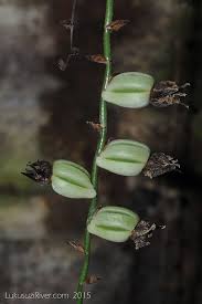 Image result for Diaphananthe