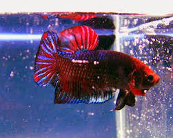 Halfmoon Việt Nam Một Cach Lai Tạo Betta Koi
