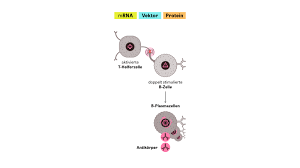 Mit tollen illustrationen von annick ehmann. Funktionsweise Der Corona Impfstoffe So Schutzt Die Impfung Vor Dem Coronavirus Zeit Online