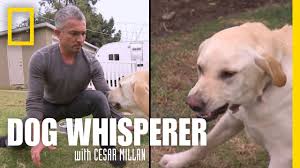 Here are some ways to stop the biting as advised by dog whisperer, cesar. Showdown With Holly Dog Whisperer Youtube