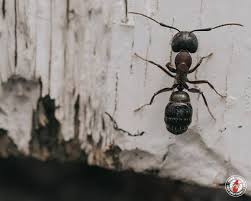 We have over 9 years experience, and this is why calling us for rochester area ant control would be the next step. Carpenter Ants Are The Most Common Ant Pest Of Homes