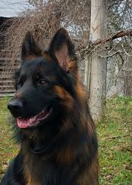 We are very proud of our dogs, and it shows in the way they are raised and cared for here. Long Coat German Shepherd Odin Panjo V Ljulin West German Showline German Shepherd Black And Red German Shepherd Dogs Sable German Shepherd Shepherd Dog