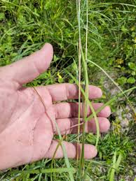 Image result for Schizachyrium sanguineum