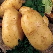 Image result for Solanum tuberosum