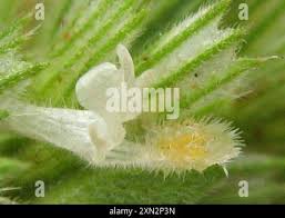 Image result for Leucas neuflizeana