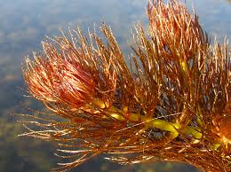 Image result for Ceratophyllum submersum