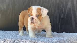 Ok but, what about the french bulldog? Wb Bulldogs Red Merle Male English Bulldog Blue Eyes Facebook