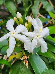 Image result for Tabernaemontana