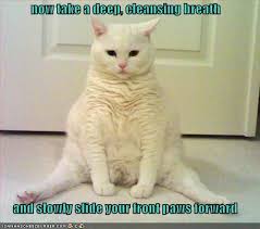 About 85 Of People Only Breathe Out Of One Nostril At A Time Cat Yoga Cat Sitting Cat Pose
