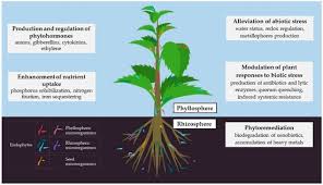 Image result for Putterlickia verrucosa