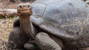 16 Fun Facts About Tortoises Mental Floss